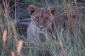 M lion cub 3